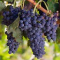 uva_1