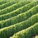 uva_4